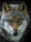 Wolf eyes